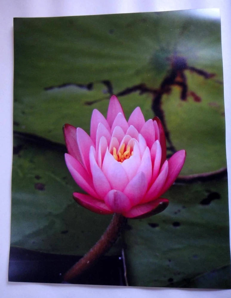 11x14 unframed photo of a pink water lily on a green pond