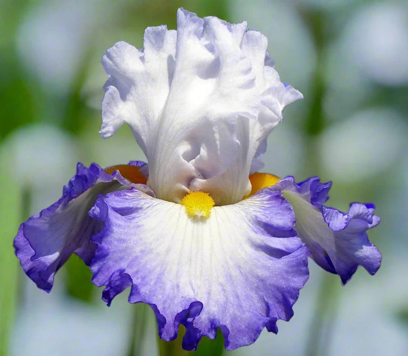 Blue Buddha Farm: Brilliant Idea Tall Bearded Iris Rhizome | Blue & White Garden Plants