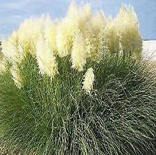 Cortaderia selloana alba Pampas Grass White    1,000 seeds Pampas Grass