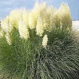 Cortaderia selloana alba Pampas Grass White    1,000 seeds Pampas Grass