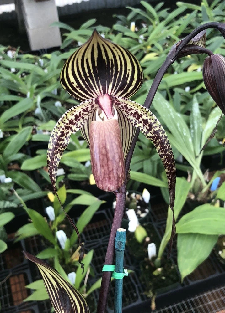 Paphiopedilum orchid flower with dark striped pouch and speckled petals