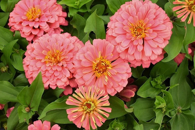 100+ Magellan Salmon Zinnia Seeds for Garden Planting - USA - FREE SHIPPING! Garden Plants
