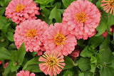 100+ Magellan Salmon Zinnia Seeds for Garden Planting - USA - FREE SHIPPING! Garden Plants