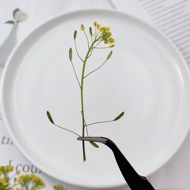 Pressed dried tiny wildflower sprig with leaves and thin stem, set of 12