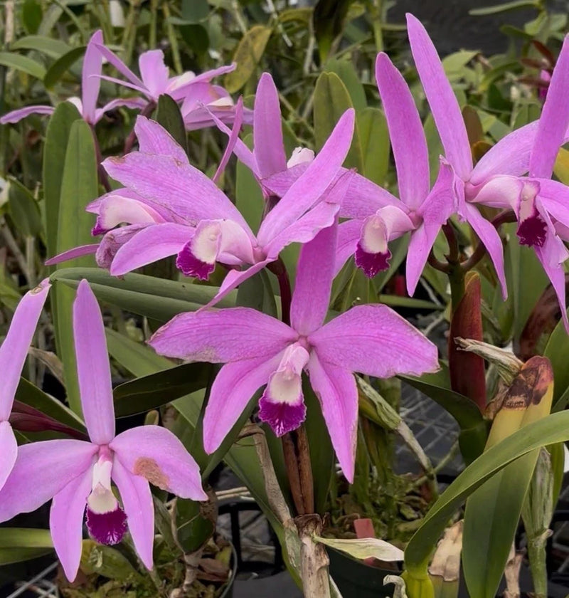 Purple-pink Cattleya orchid cluster with broad petals and pale, speckled centers
