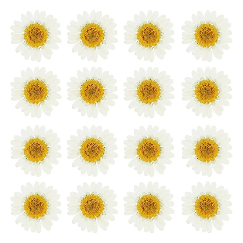 48 Pcs Dried Pressed Flower Natural Dried Daisy Flower,White Daisies