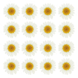 48 Pcs Dried Pressed Flower Natural Dried Daisy Flower,White Daisies