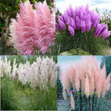 200 Seeds Cortaderia Selloana Mixed Color Pampas Grass Beautiful Garden Plants Pampas Grass