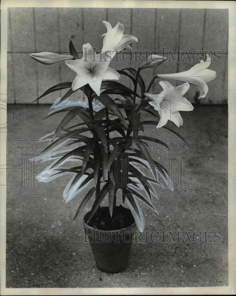 Potted Easter lilies with white blossoms in a dark pot