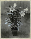 1962 Press Photo Easter lilies potted and forced into bloom for holidays. Lily