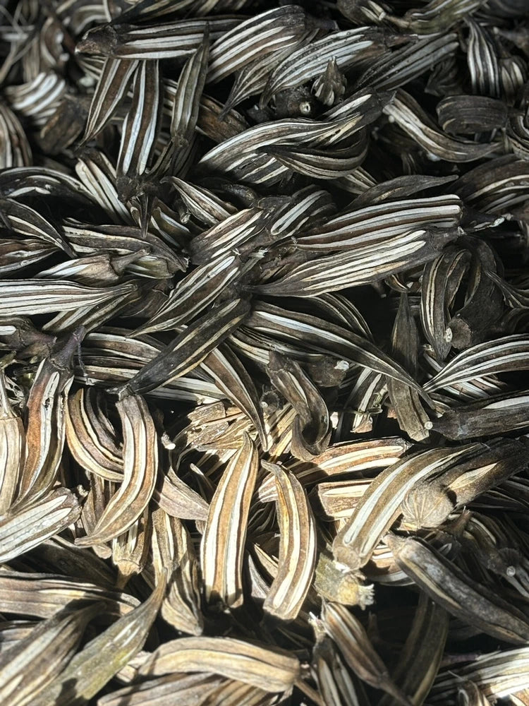 Set of 12 dried okra pods, ridged tan pods with dark speckles