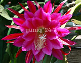 (1) Epiphyllum Unrooted CUTTING 8" Long Orchid Cactus Succulent X-Large Purple Orchids