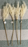 STEM PAMPAS GRASS For indoor decorative use Lot Of 4 Pampas Grass