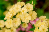 100 YELLOW BEAUTY PHLOX Drummondii Nana Compacta Short Dwarf Flower Seeds Flowering Plants