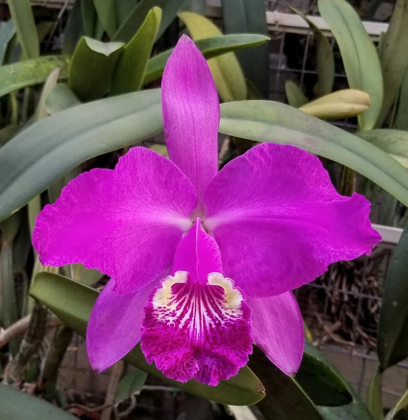 Purple Cattleya orchid flower with ruffled white lip and magenta center streaks