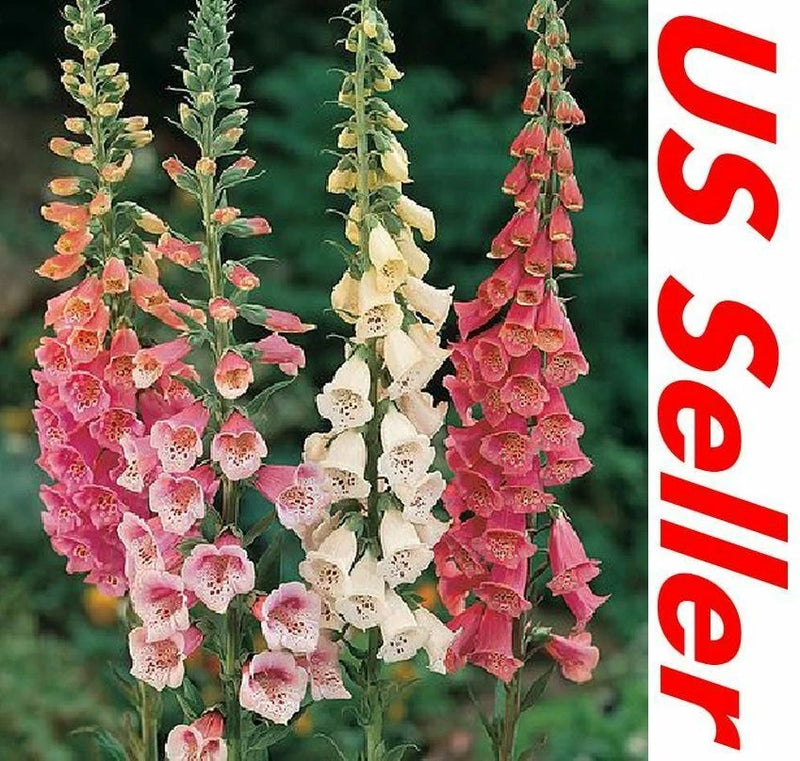 3000 Seeds Foxglove Seeds Ð Mix ColorsÊSeeds G139,  Home Garden Flowers Garden Plants