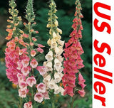 3000 Seeds Foxglove Seeds Ð Mix ColorsÊSeeds G139,  Home Garden Flowers Garden Plants