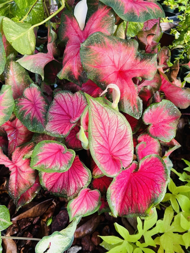 Potted caladium plant with large pink heart-shaped leaves and white veins