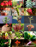 EXOTIC MONADENIUM MIX @j@ flowering rare succulent cactus variety seed 10 SEEDS Flowering Plants