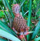 Pineapple 5 Plants Cayena Ananas Comosus Fruits __ Flowering Plants