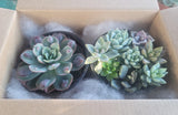 Live Rooted Succulents Two 4" Pots - 1 Large Echeveria & 1 Assorted Succulents Green Plant