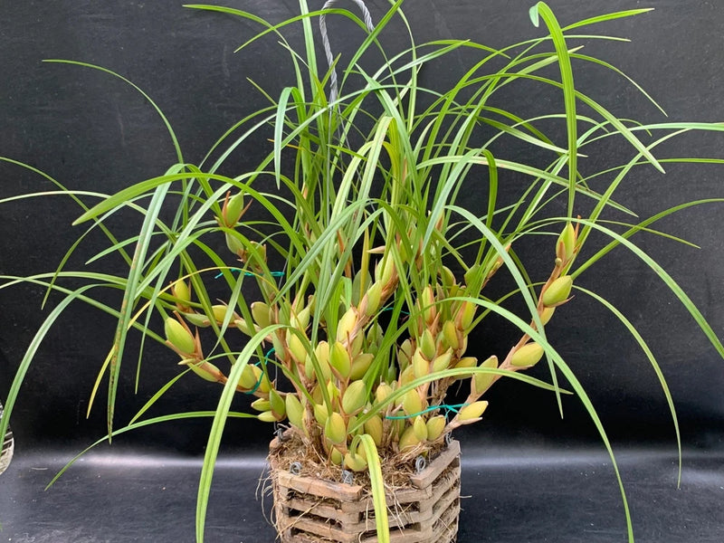 Potted orchid plant with slender green leaves and light buds in basket pot