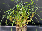 RARE SPECIMEN VARIEGATED MAXALLARIA TENUIFOLIA ORCHID in BUD FRAGRANT FLOWERS Orchids