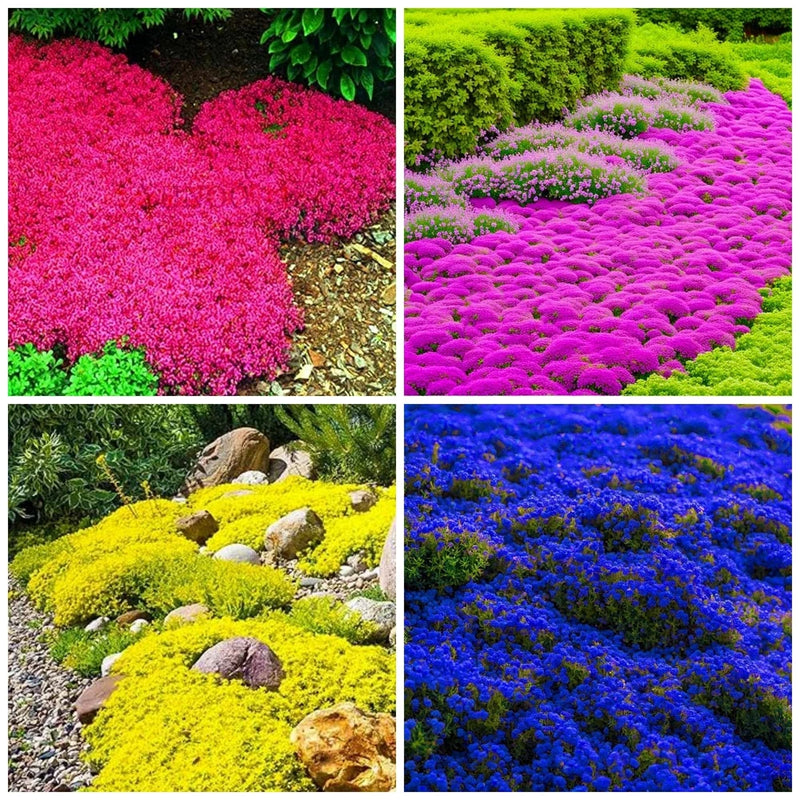 6000+ Creeping Thyme Seeds Non-gmo Heirloom Perennial Mixed Ground Cover Garden Plants