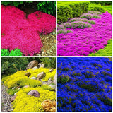 6000+ Creeping Thyme Seeds Non-gmo Heirloom Perennial Mixed Ground Cover Garden Plants