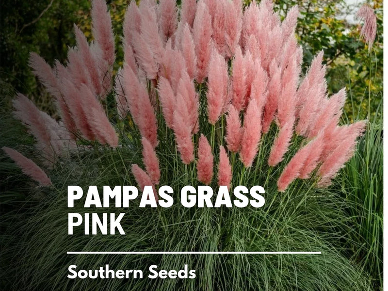 Pink Pampas Grass Seeds, Heirloom Ornamental Grass, USA Grown Pampas Grass