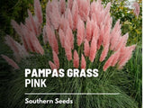 Pink Pampas Grass Seeds, Heirloom Ornamental Grass, USA Grown Pampas Grass