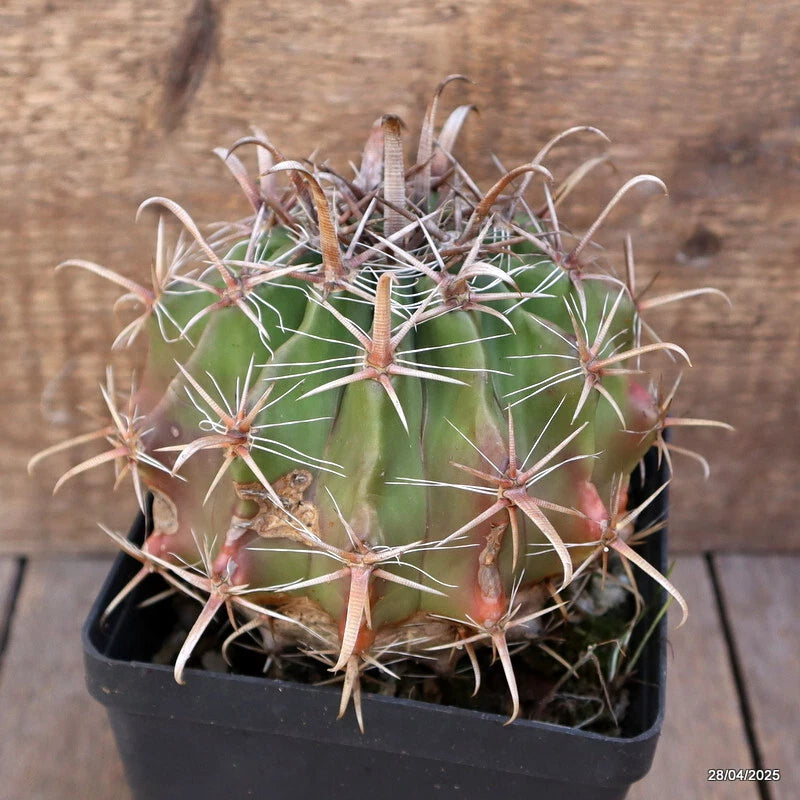 Green barrel cactus plant with long white spines in a black plastic pot
