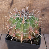 A2015 FEROCACTUS HORRIDUS LONGISPINUS pot12-H11-W14 cm MaMa Cactus Green Plant