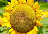 MAMMOTH SUNFLOWER SEEDS BEAUTIFUL NONGMO HEIRLOOM FLOWER SEEDS FRESH HARVEST Sunflower