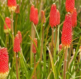RED HOT POKER SEEDS 30+ Kniphofia Uvaria TORCH lilly PERENNIAL flower GARDEN Garden Plants