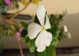 Flowering Plant PREMIUM POSTER FILM PRINT HIGH QUALITY Thick paper Flowering Plants