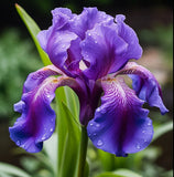 100 Purple Blue Iris SeedsÊNew Crop Flowers Seeds - USA Seller Flowering Plants