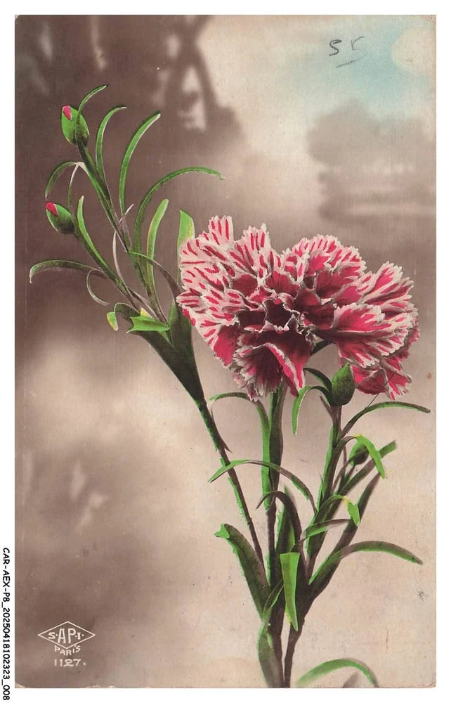 Pink and red carnation flower bouquet illustration on wall art print