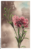 CAR-AEXP8-0412-FANTASIES - Flowers - Carnation Carnation