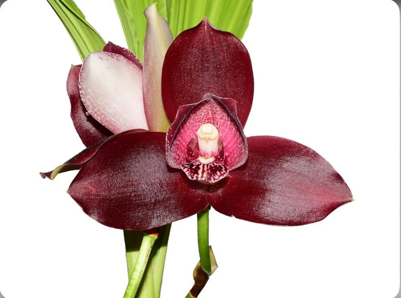 Maroon red and white orchid flower with green stems