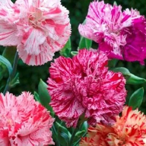 30+ CARNATION CHABAUD PICOTEE MIX /  PERENNIAL FLOWER SEEDS / GREAT GIFT Carnation
