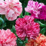 30+ CARNATION CHABAUD PICOTEE MIX /  PERENNIAL FLOWER SEEDS / GREAT GIFT Carnation