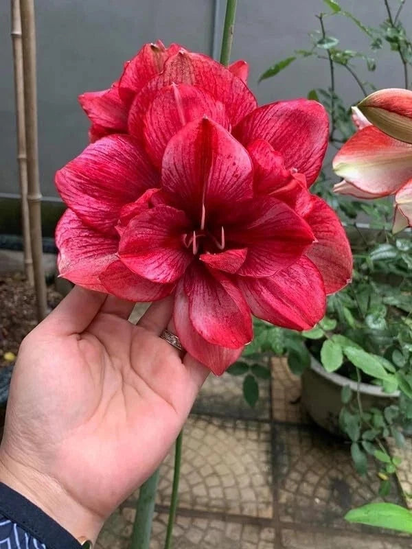 Amaryllis lily flower with layered red-pink petals and a dark central throat
