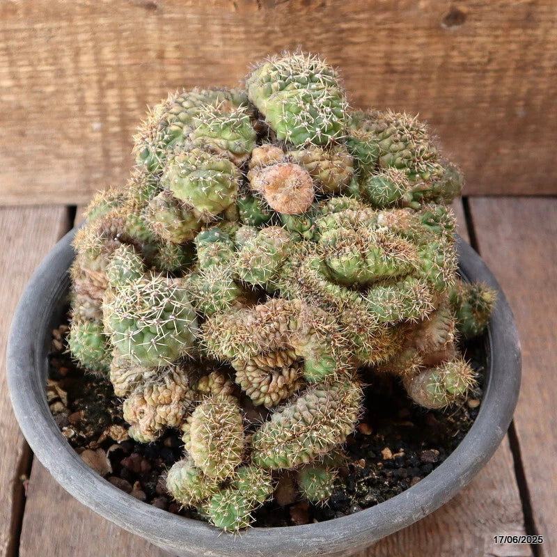 D4649 GYMNOCALYCIUM BALDIANUM CRESTED pot20-H16-W23 cm MaMa Cactus Green Plant