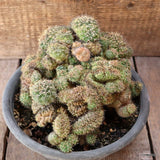 D4649 GYMNOCALYCIUM BALDIANUM CRESTED pot20-H16-W23 cm MaMa Cactus Green Plant