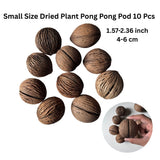 Dried Plant Home Decoration Garden Small Size Natural Outdoor Indoor Pot 10 Pcs Garden Plants