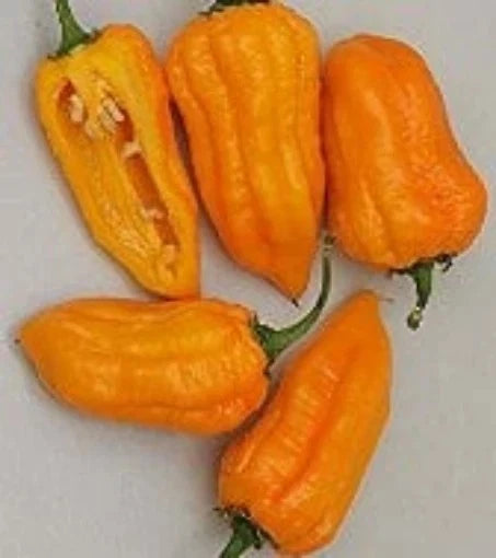 25 + seeds Bonda Man Jacques  hot pepper garden planting spicy food Garden Plants