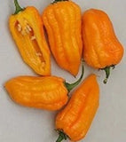 25 + seeds Bonda Man Jacques  hot pepper garden planting spicy food Garden Plants