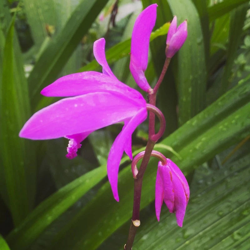 Pink ground orchid flowers with slender stems and unopened buds