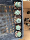 5pcs LW Succulent Cactus Plant Beautiful Cactus Garden DŽcor Boutique 4-5CM Garden Plants